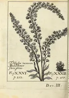 Picture 18 of 28 from Miscellanea Curiosa, sive Ephemiridum Medico-Physicarum Germanicarum Academiae Naturae Curiosorum (1694), leaf 780