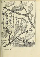 Picture 19 of 28 from Miscellanea Curiosa, sive Ephemiridum Medico-Physicarum Germanicarum Academiae Naturae Curiosorum (1694), leaf 793