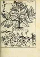 An illustration from Miscellanea Curiosa, sive Ephemiridum Medico-Physicarum Germanicarum Academiae Naturae Curiosorum (1694)