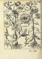 An illustration from Miscellanea Curiosa, sive Ephemiridum Medico-Physicarum Germanicarum Academiae Naturae Curiosorum (1694)