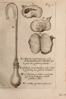 Picture 11 of 97 from Miscellanea curiosa, sive, Ephemeridum medico-physicarum Germanicarum Academiae Naturae curiosorum (1683), leaf 102