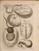 An illustration from Miscellanea curiosa, sive, Ephemeridum medico-physicarum Germanicarum Academiae Naturae curiosorum (1683)