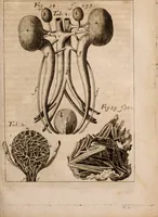 An illustration from Miscellanea curiosa, sive, Ephemeridum medico-physicarum Germanicarum Academiae Naturae curiosorum (1683)