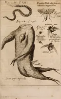 Picture 87 of 97 from Miscellanea curiosa, sive, Ephemeridum medico-physicarum Germanicarum Academiae Naturae curiosorum (1683), leaf 1074