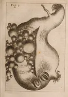 An illustration from Miscellanea curiosa, sive, Ephemeridum medico-physicarum Germanicarum Academiae Naturae curiosorum (1683)