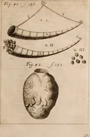 An illustration from Miscellanea curiosa, sive, Ephemeridum medico-physicarum Germanicarum Academiae Naturae curiosorum (1683)