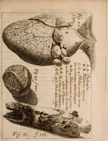 An illustration from Miscellanea curiosa, sive, Ephemeridum medico-physicarum Germanicarum Academiae Naturae curiosorum (1683)