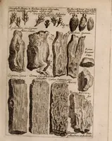 An illustration from Miscellanea curiosa, sive, Ephemeridum medico-physicarum Germanicarum Academiae Naturae curiosorum (1683)