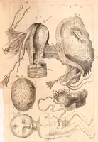An illustration from Miscellanea curiosa, sive, Ephemeridum medico-physicarum Germanicarum Academiae Naturae curiosorum (1683)