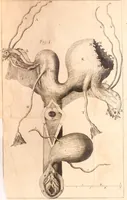 An illustration from Miscellanea curiosa, sive, Ephemeridum medico-physicarum Germanicarum Academiae Naturae curiosorum (1683)