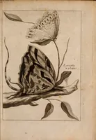 An illustration from Miscellanea curiosa, sive, Ephemeridum medico-physicarum Germanicarum Academiae Naturae curiosorum (1683)