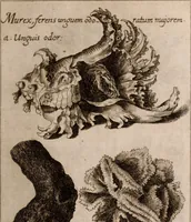 Picture 15 of 97 from Miscellanea curiosa, sive, Ephemeridum medico-physicarum Germanicarum Academiae Naturae curiosorum (1683), leaf 132