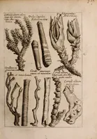 An illustration from Miscellanea curiosa, sive, Ephemeridum medico-physicarum Germanicarum Academiae Naturae curiosorum (1683)