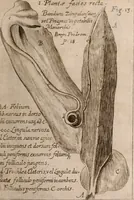 An illustration from Miscellanea curiosa, sive, Ephemeridum medico-physicarum Germanicarum Academiae Naturae curiosorum (1683)