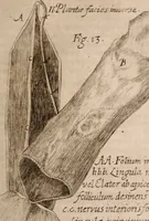 Picture 19 of 97 from Miscellanea curiosa, sive, Ephemeridum medico-physicarum Germanicarum Academiae Naturae curiosorum (1683), leaf 142