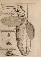 An illustration from Miscellanea curiosa, sive, Ephemeridum medico-physicarum Germanicarum Academiae Naturae curiosorum (1683)