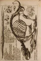 An illustration from Miscellanea curiosa, sive, Ephemeridum medico-physicarum Germanicarum Academiae Naturae curiosorum (1683)
