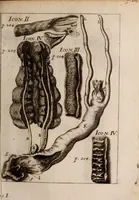 An illustration from Miscellanea curiosa, sive, Ephemeridum medico-physicarum Germanicarum Academiae Naturae curiosorum (1683)