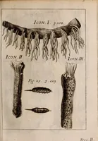 An illustration from Miscellanea curiosa, sive, Ephemeridum medico-physicarum Germanicarum Academiae Naturae curiosorum (1683)