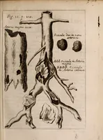 An illustration from Miscellanea curiosa, sive, Ephemeridum medico-physicarum Germanicarum Academiae Naturae curiosorum (1683)