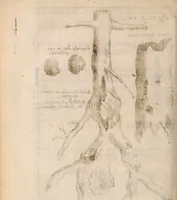 Picture 29 of 97 from Miscellanea curiosa, sive, Ephemeridum medico-physicarum Germanicarum Academiae Naturae curiosorum (1683), leaf 317