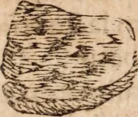 Picture 32 of 97 from Miscellanea curiosa, sive, Ephemeridum medico-physicarum Germanicarum Academiae Naturae curiosorum (1683), leaf 441