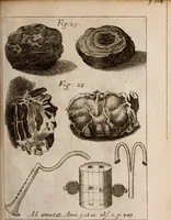 An illustration from Miscellanea curiosa, sive, Ephemeridum medico-physicarum Germanicarum Academiae Naturae curiosorum (1683)