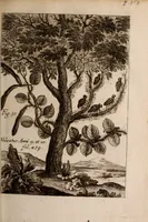 An illustration from Miscellanea curiosa, sive, Ephemeridum medico-physicarum Germanicarum Academiae Naturae curiosorum (1683)