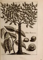 An illustration from Miscellanea curiosa, sive, Ephemeridum medico-physicarum Germanicarum Academiae Naturae curiosorum (1683)