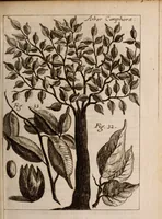 An illustration from Miscellanea curiosa, sive, Ephemeridum medico-physicarum Germanicarum Academiae Naturae curiosorum (1683)