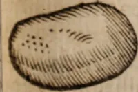 Picture 39 of 97 from Miscellanea curiosa, sive, Ephemeridum medico-physicarum Germanicarum Academiae Naturae curiosorum (1683), leaf 522