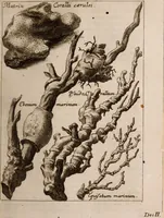 An illustration from Miscellanea curiosa, sive, Ephemeridum medico-physicarum Germanicarum Academiae Naturae curiosorum (1683)