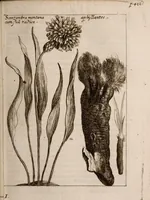 An illustration from Miscellanea curiosa, sive, Ephemeridum medico-physicarum Germanicarum Academiae Naturae curiosorum (1683)