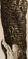 An illustration from Miscellanea curiosa, sive, Ephemeridum medico-physicarum Germanicarum Academiae Naturae curiosorum (1683)