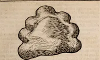 An illustration from Miscellanea curiosa, sive, Ephemeridum medico-physicarum Germanicarum Academiae Naturae curiosorum (1683)
