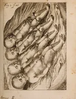 An illustration from Miscellanea curiosa, sive, Ephemeridum medico-physicarum Germanicarum Academiae Naturae curiosorum (1683)
