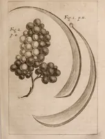 Picture 10 of 97 from Miscellanea curiosa, sive, Ephemeridum medico-physicarum Germanicarum Academiae Naturae curiosorum (1683), leaf 78