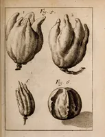 An illustration from Miscellanea curiosa, sive, Ephemeridum medico-physicarum Germanicarum Academiae Naturae curiosorum (1683)