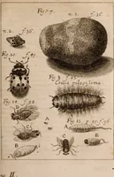 An illustration from Miscellanea curiosa, sive, Ephemeridum medico-physicarum Germanicarum Academiae Naturae curiosorum (1683)