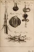An illustration from Miscellanea curiosa, sive, Ephemeridum medico-physicarum Germanicarum Academiae Naturae curiosorum (1683)