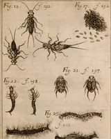 An illustration from Miscellanea curiosa, sive, Ephemeridum medico-physicarum Germanicarum Academiae Naturae curiosorum (1683)