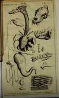 An illustration from Miscellanea Curiosa Medico-Physica Academiae Naturae Curiosorum (1671)