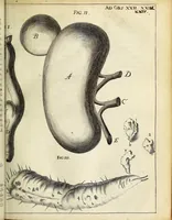 An illustration from Miscellanea Curiosa Medico-Physica Academiae Naturae Curiosorum (1671)