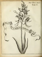 Picture 14 of 70 from Miscellanea Curiosa Medico-Physica Academiae Naturae Curiosorum (1671), leaf 161