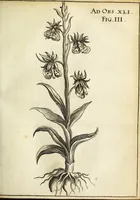 Picture 16 of 70 from Miscellanea Curiosa Medico-Physica Academiae Naturae Curiosorum (1671), leaf 164