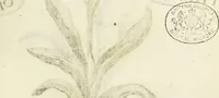 Picture 18 of 70 from Miscellanea Curiosa Medico-Physica Academiae Naturae Curiosorum (1671), leaf 166