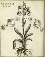 Picture 19 of 70 from Miscellanea Curiosa Medico-Physica Academiae Naturae Curiosorum (1671), leaf 167