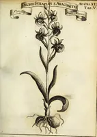 Picture 20 of 70 from Miscellanea Curiosa Medico-Physica Academiae Naturae Curiosorum (1671), leaf 168