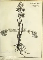 Picture 22 of 70 from Miscellanea Curiosa Medico-Physica Academiae Naturae Curiosorum (1671), leaf 170