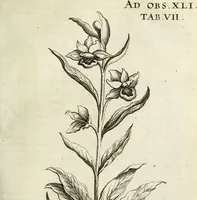 An illustration from Miscellanea Curiosa Medico-Physica Academiae Naturae Curiosorum (1671)